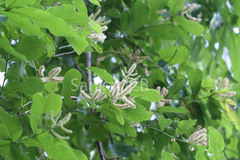 Terminalia crenulata